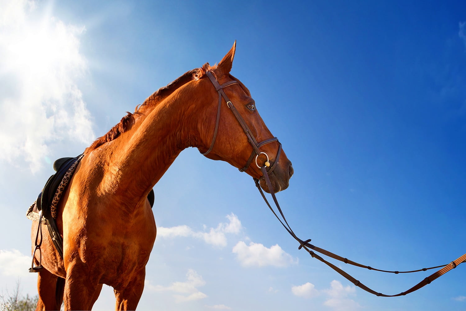 Equitation-chevaux-au-pays-basque