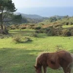 hondarribia-ville-frontaliere-pays-basque-vue-mer-arbres