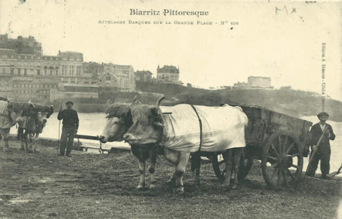 mantes à boeufs