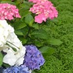 jardinerie-endanea-espace-fleuri-fontarrabie-pays-basque-fleurs