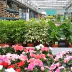 jardinerie-endanea-espace-fleuri-fontarrabie-pays-basque-plantes