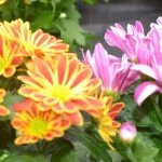 la-jardinerie-endanea-espace-fleuri-fontarrabie-pays-basque-fleurs