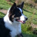 le-mont-adarra-balade-randonnee-pays-basque-chien