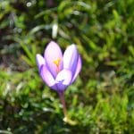 le-mont-adarra-balade-randonnee-pays-basque-fleur