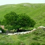 Tolosa-montagnes-moutons-pays-basque