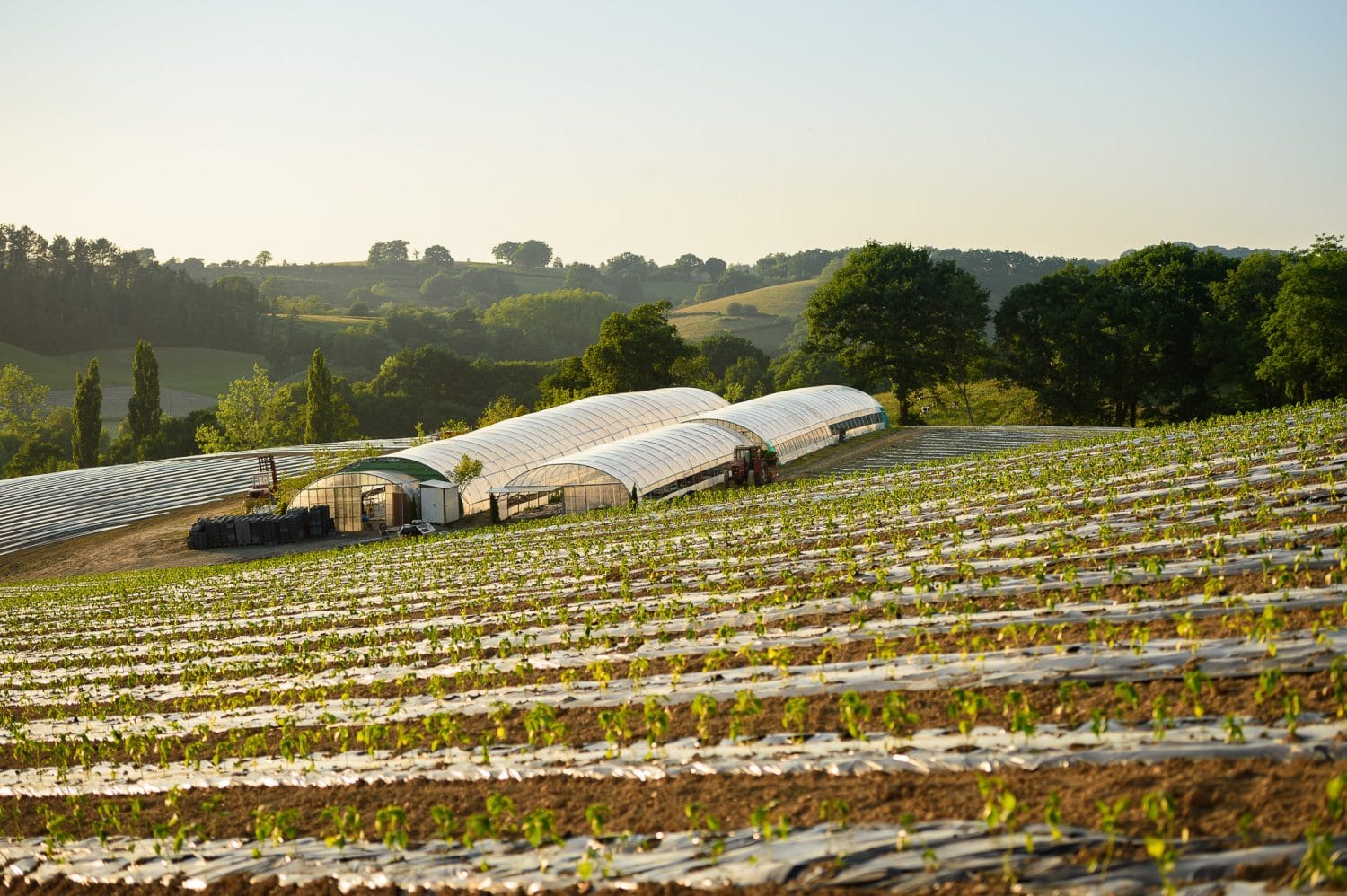 le-piment-autrement-au-pays-basque