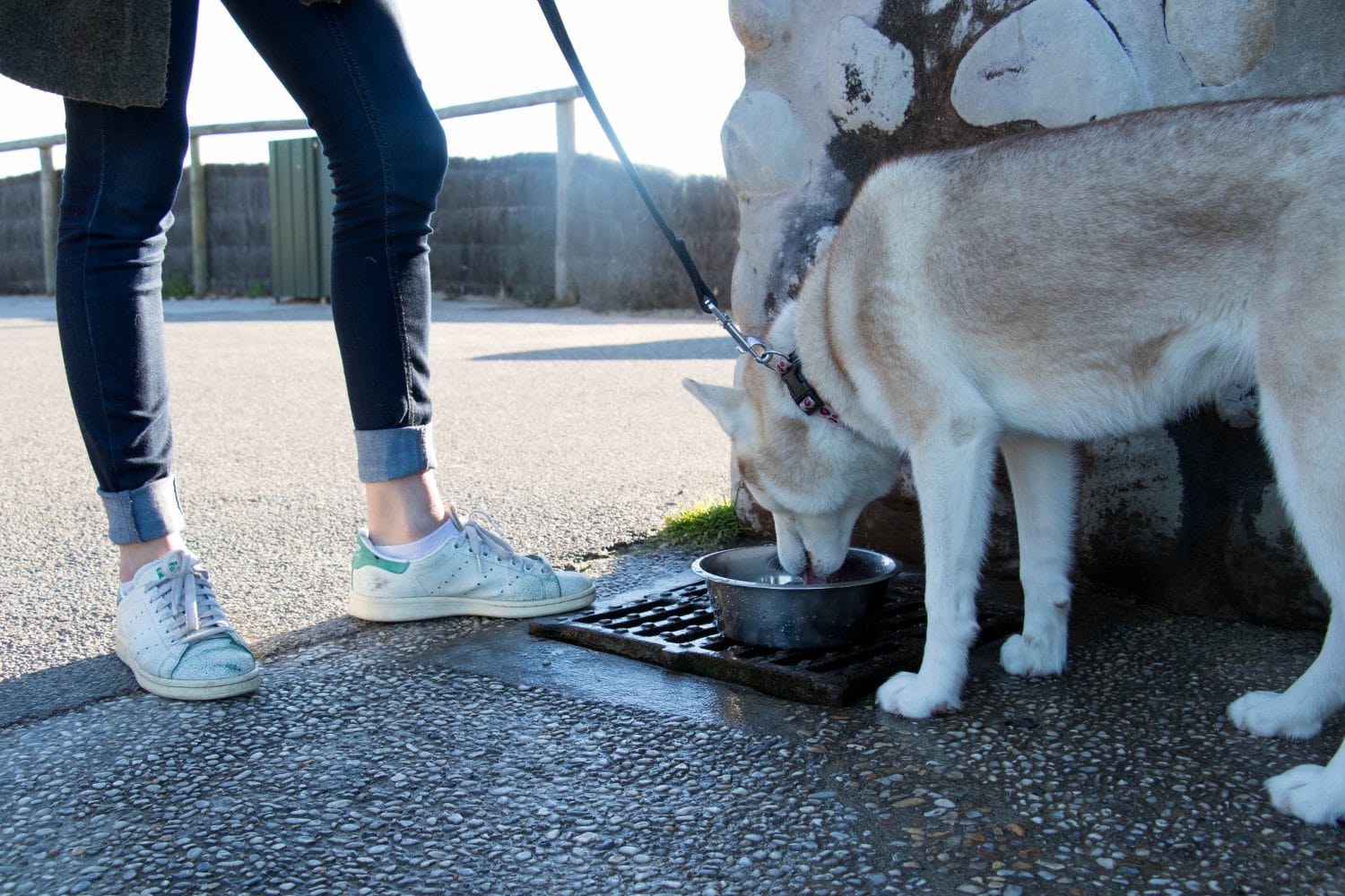 se-balader-avec-son-chien-du-pays-basque-point-d-eau