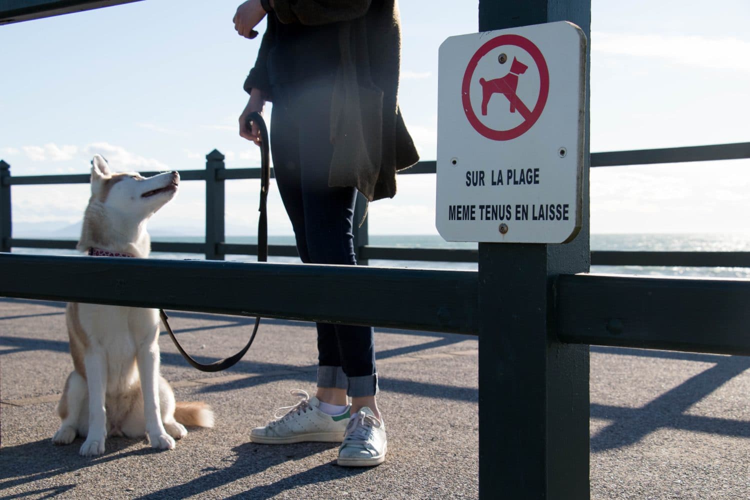 se-balader-avec-son-chien-du-pays-basque